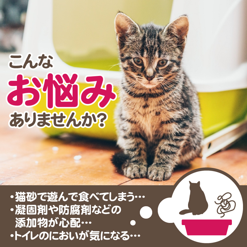 杉にゃん