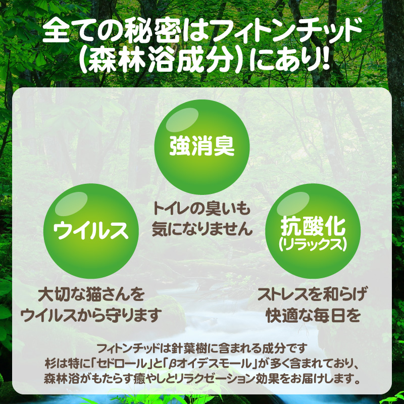 杉にゃん