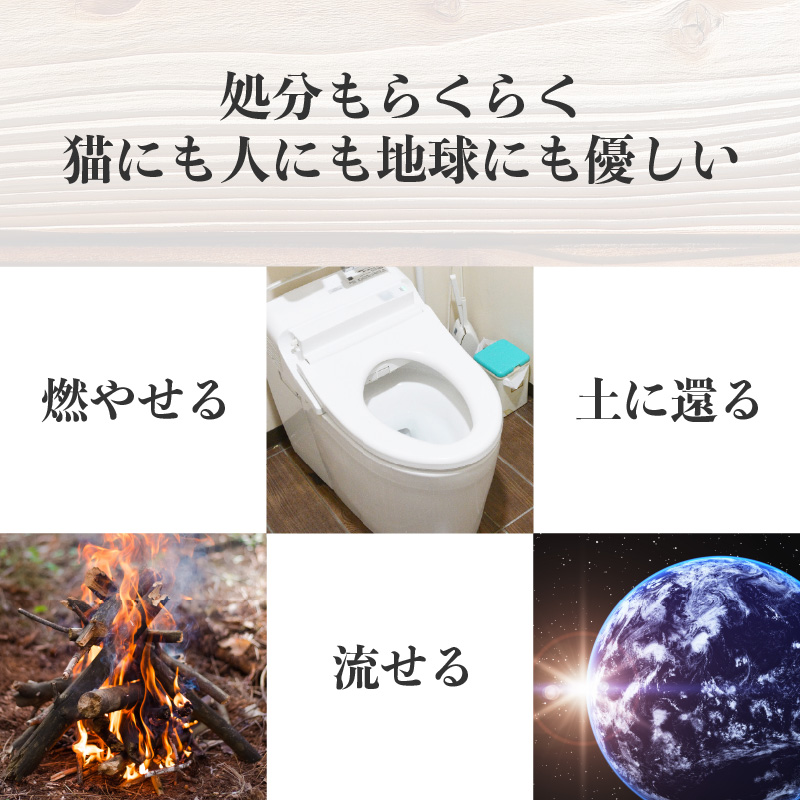 杉にゃん