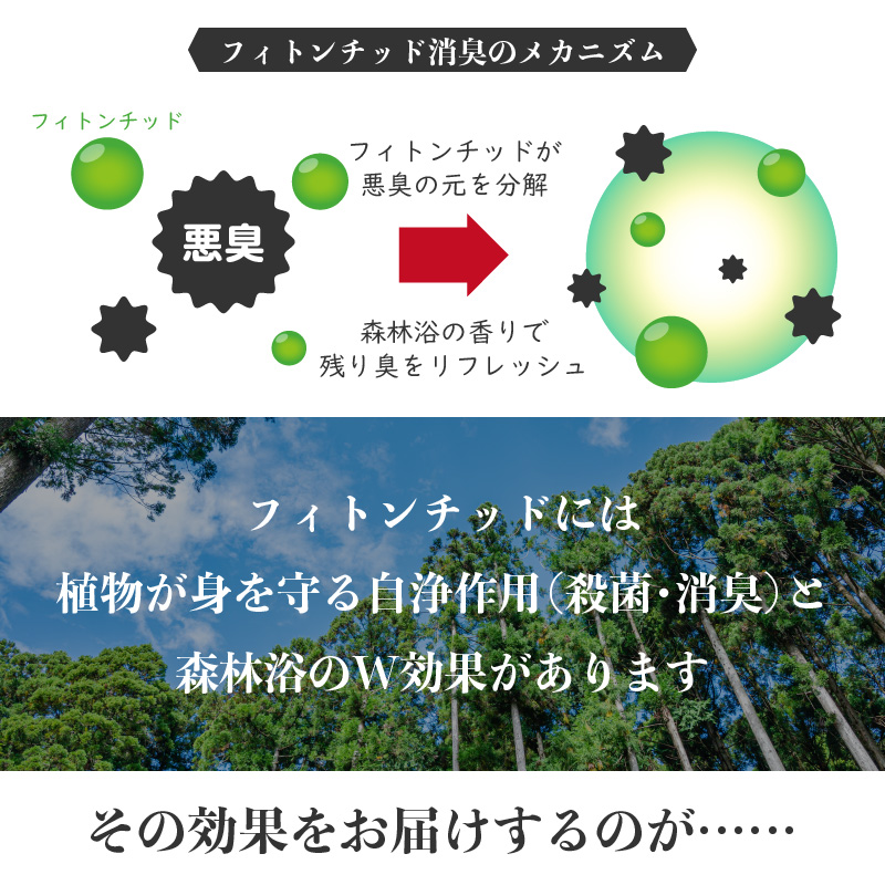 杉にゃん